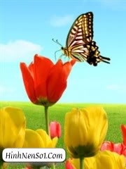 Hình nền bướm và hoa