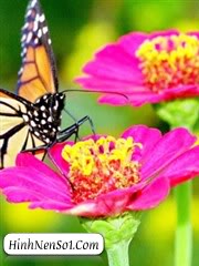Hình nền bướm và hoa